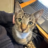 Photo of Tigger