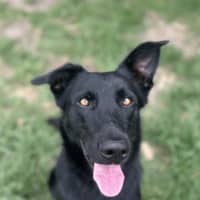 Photo of Akela