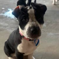 Photo of Nova