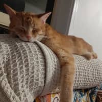 Photo of Flynn