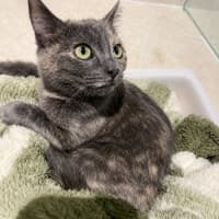 Photo of Sugar *9 Lives Project Rescue*