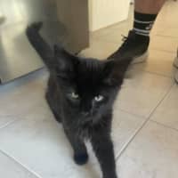 Photo of Charlie Meet Me@Petstock Keysborough Store 