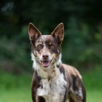 Photo of Bindi