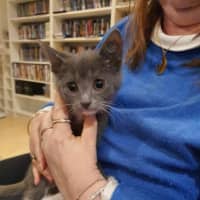 Photo of Primrose ** 2nd Chance Cát Rescue**