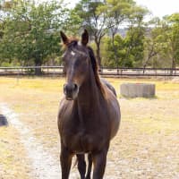 Photo of Jarrah