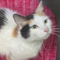 Photo of The Dinosaur Queen