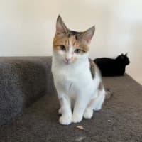 Photo of Daisy