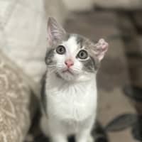 Photo of Cauliflower