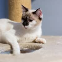 Photo of Willow 😻🌈