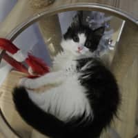 Photo of Pepples Meet Me@Petstock Hastings Store