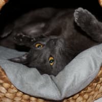 Photo of Nile