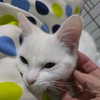 Photo of Astra