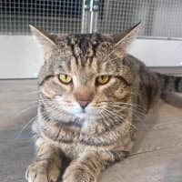 Photo of Loki