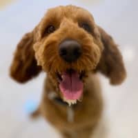 Photo of Rusty