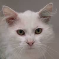 Photo of Halloumi