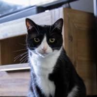 Photo of Brownie
