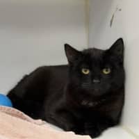 Photo of Dorian