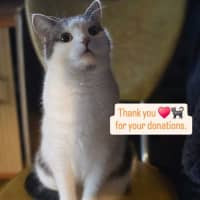 Photo of Morti (Morticia) 🐈