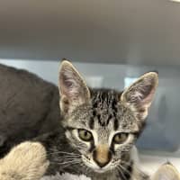 Photo of Mittens