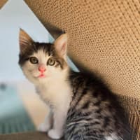 Photo of Milwaukee   In Foster Care In Northcote