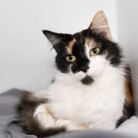 Photo of Opal