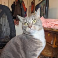 Photo of Ayaka   In Foster Care In Thornbury