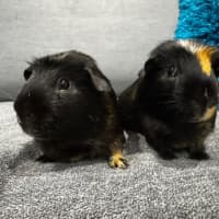 Photo of Domino & Fidget