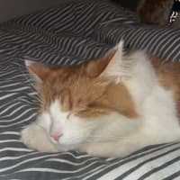 Photo of Nemo