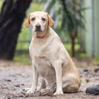 Photo of Willow