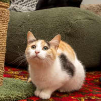 Photo of Ginger Bit