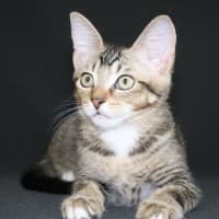 Photo of Henry