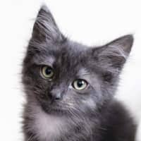 Photo of Fanny Mae Meet Me@Petstock Keysborough Store 