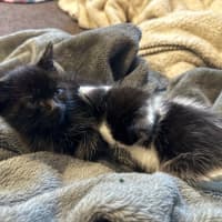 Photo of Panda   8 Week Old Domestic Shorthair