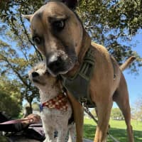 Photo of Bosley   5 Year Old Poodle