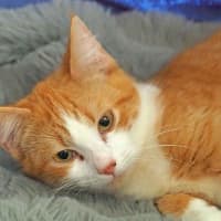 Photo of Chester