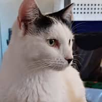 Photo of Calypso