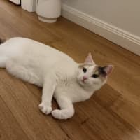 Photo of Your Little Puss?