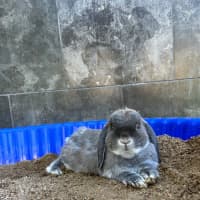 Photo of Dibbles & Dobbles