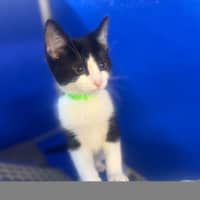 Photo of Rocket