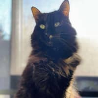 Photo of Evie   In Foster Care In Bentleigh East