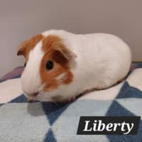 Photo of Liberty