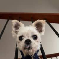 Photo of Fran Drescher