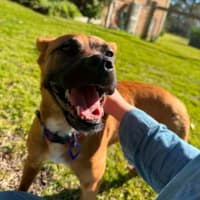 Photo of Aubrey   6 Month Old Mixed Breed