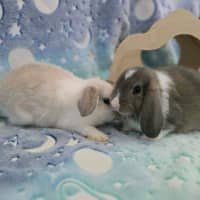 Photo of Lightning / Thunder