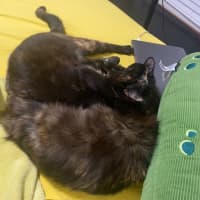 Photo of Toffee (With Nutmeg)
