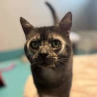 Photo of Nyx