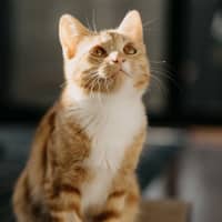 Photo of Indigo
