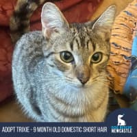 Photo of Trixie   9 Month Old Domestic Short Hair
