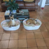 Photo of Bambi And Thumper 