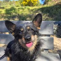 Photo of Buddy*$199!*
